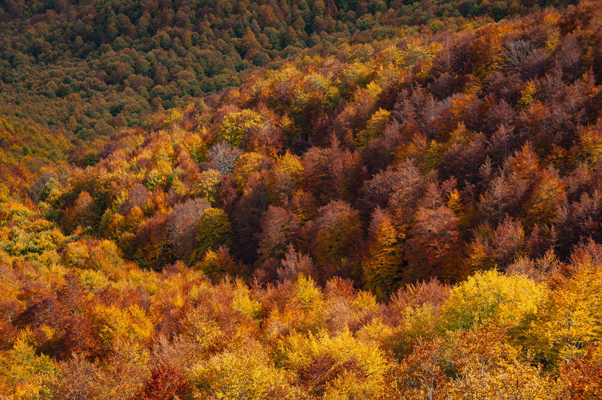 Dove il bosco è ancora foresta